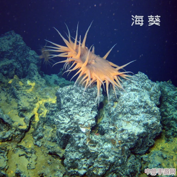 神秘海洋精灵现身!manta haya17777维语的特点揭秘,探索独特语言世界 神秘海洋精灵现身!manta haya17777维语的特点揭秘,探索独特语言世界