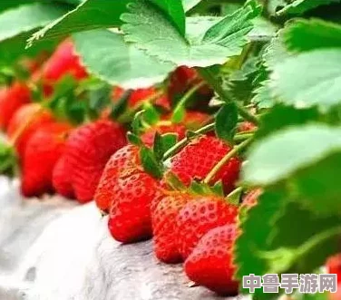 草莓视频网站入口:甜蜜多汁,一触即发的视觉盛宴等你来尝 草莓视频网站入口:甜蜜多汁,一触即发的视觉盛宴等你来尝
