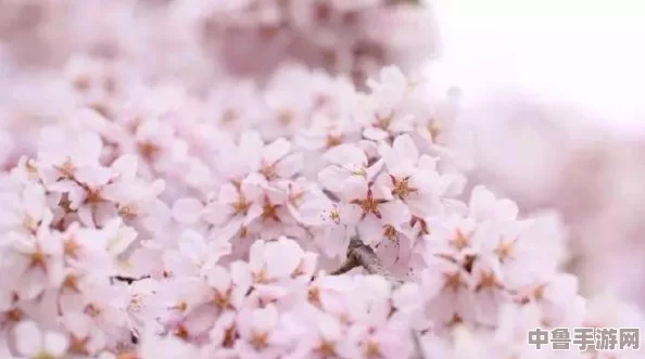 樱花飘零间，寻觅日本一线产区和二线产区的隐藏宝藏：品味匠心之旅