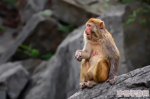 震惊!二人生猴子全程视频大全集,网友:这哪是猴子,简直是人类进化的活化石! 震惊!二人生猴子全程视频大全集,网友:这哪是猴子,简直是人类进化的活化石!