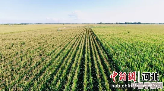 智慧农田新革命:精准灌溉系统与液收集系统齐发力,打造绿色丰收奇迹 智慧农田新革命:精准灌溉系统与液收集系统齐发力,打造绿色丰收奇迹