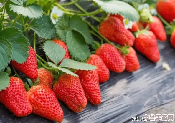 草莓视频安全下载:甜蜜多汁的视觉盛宴,让你欲罢不能的精彩内容 草莓视频安全下载:甜蜜多汁的视觉盛宴,让你欲罢不能的精彩内容