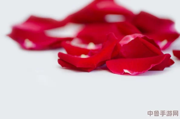 食物语T0队伍:御膳房的秘密武器,谁是你的心头好? 食物语T0队伍:御膳房的秘密武器,谁是你的心头好?