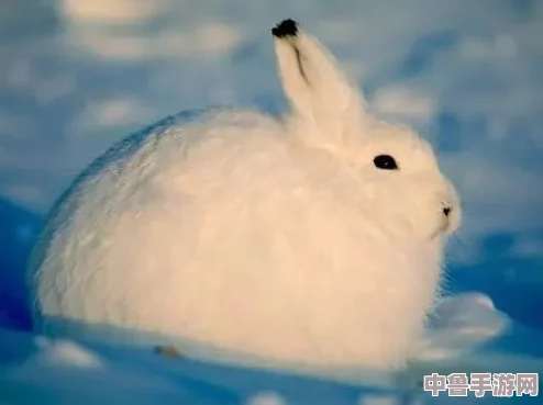 老师你小兔子真可爱，萌萌哒耳朵竖起来像天线宝宝，课堂欢乐多