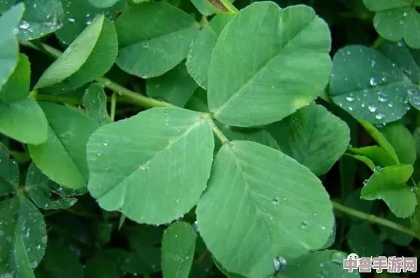 三叶草欧亚码B1B1用户热评：穿上它仿佛走在云端，舒适与时尚完美结合的体验分享