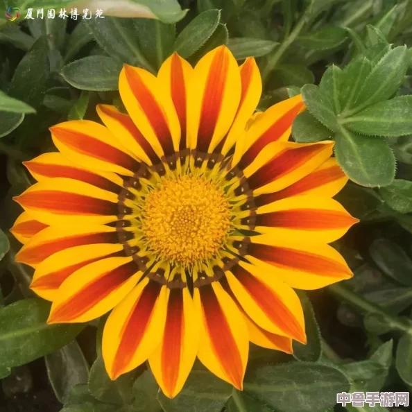 云缨黄化版,网友热评“色彩鲜艳如梦幻般的花海,让人一见倾心”引发购买狂潮 云缨黄化版,网友热评“色彩鲜艳如梦幻般的花海,让人一见倾心”引发购买狂潮