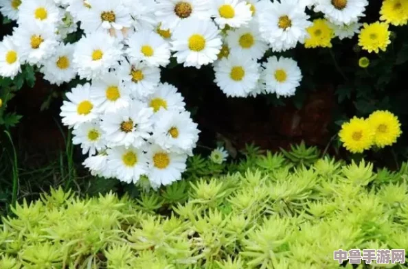 浓精浇灌小白花,一朵朵绽放芬芳,游戏人生谁主沉浮? 浓精浇灌小白花,一朵朵绽放芬芳,游戏人生谁主沉浮?