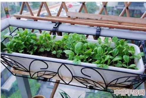 老公每天吃我小花园，种菜大作战！谁是最佳园丁？