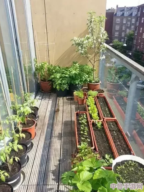 老公每天吃我小花园,种菜大作战!谁是最佳园丁? 老公每天吃我小花园,种菜大作战!谁是最佳园丁?
