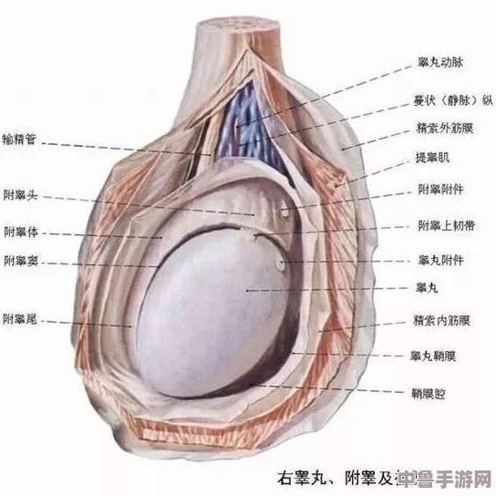 怎么玩睾丸无害但痛?老司机教你高级技巧,让你欲罢不能的刺激体验 怎么玩睾丸无害但痛?老司机教你高级技巧,让你欲罢不能的刺激体验