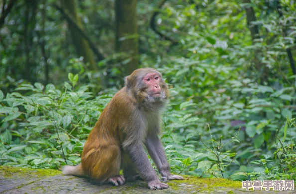 在“两个人生猴子”中探讨人生的荒诞与幽默，网友热议：这是一场关于成长与自我救赎的奇妙旅程