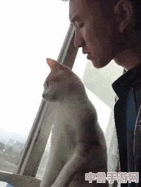 毛茸茸的小猫咪,萌翻天!快来撸猫解压,治愈你的心灵