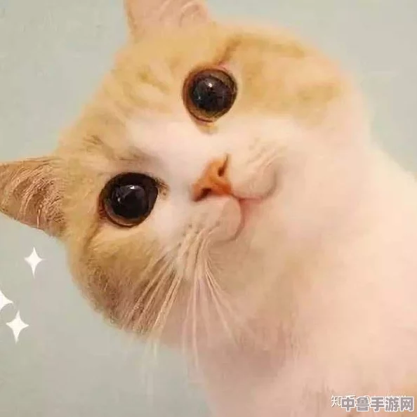 喵星人集结！探索猫咪最新永久地域网名，解锁萌宠专属昵称宝藏