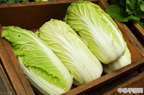 粉红大白菜(法国):这款色泽鲜艳、口感独特的蔬菜让人赞不绝口,成为烹饪中的新宠和健康选择 粉红大白菜(法国):这款色泽鲜艳、口感独特的蔬菜让人赞不绝口,成为烹饪中的新宠和健康选择