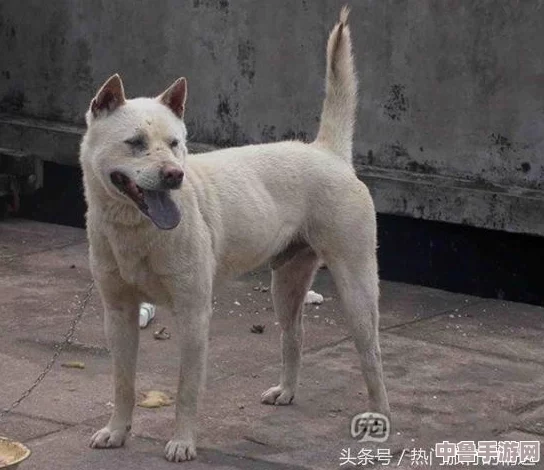 《荒野大镖客2》捕猎大师全挑战深度攻略:解锁技巧与路线详析,成就狩猎王者之路! 《荒野大镖客2》捕猎大师全挑战深度攻略:解锁技巧与路线详析,成就狩猎王者之路!